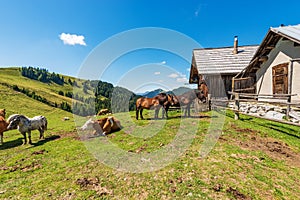 Dairy Cows and Horses on a Mountain Pasture - Italy Austria Border