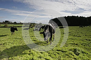 Dairy cows in a meadow