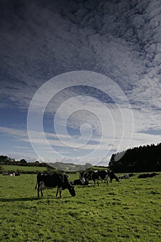 Dairy cows in a meadow