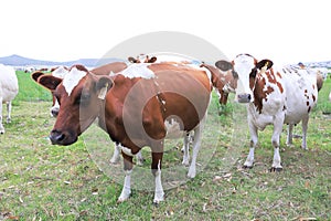 Dairy cows in a meadow on a farm