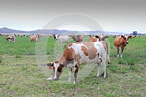 Dairy cows in a meadow on a farm