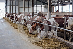 Dairy cows of Monbeliard breeding in free livestock stall