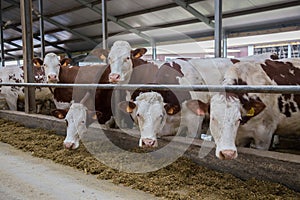 Dairy cows of Monbeliard breeding in free livestock stall