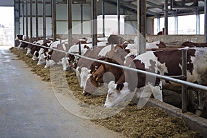 Dairy cows of Monbeliard breeding in free livestock stall