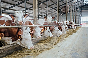 Dairy cows of Monbeliard breeding in free livestock stall