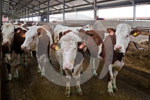 Dairy cows of Monbeliard breeding in livestock stall