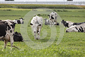 Dairy cows in the Netherlands