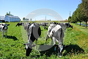 Dairy Cows Out Grazing the farm landscape.