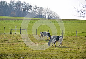 Dairy Cows Out Grazing on a spring day.