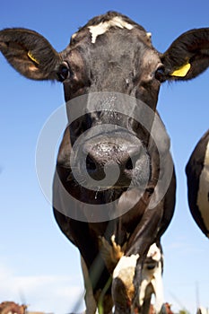 Dairy cows outside eating grass during summer