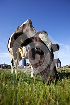 Dairy cows outside eating grass during summer