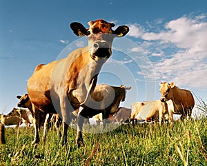 Dairy cows in paddock photo