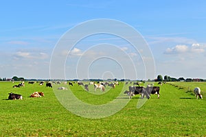 Dairy cows in pasture