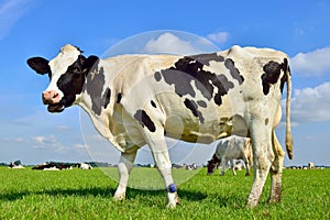 Dairy cows in pasture