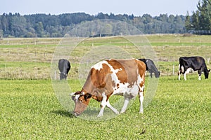 Dairy cows in pasture