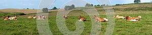 Dairy Cows Pasture Field Banner Panorama Panoramic photo