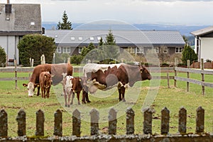 Dairy cows on pasture