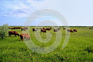 Dairy Cows in Pasture. Vibrant colors.