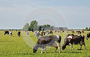 Lácteos vacas tranquilamente pastos 