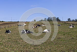 Dairy cows resting after grazing in the countryside of Galicia, Spain.
