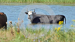Dairy cows stand in water on hot summer day