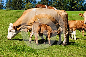 Dairy cows on summer pasture