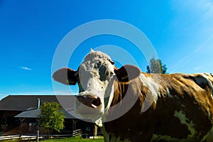 Dairy cows on summer pasture