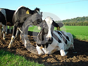 Dairy Cows in Vermont photo