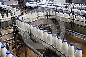 Dairy factory. Milk line production.