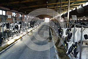 Dairy Farm