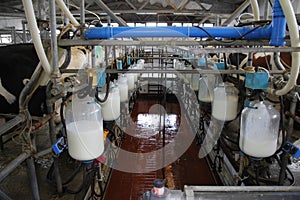 Dairy farm