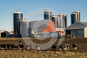 Dairy farm photo