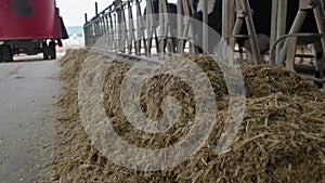 dairy farm, combined feed from silage hay and cereals near the cow stall for feeding cattle on a livestock farm in a