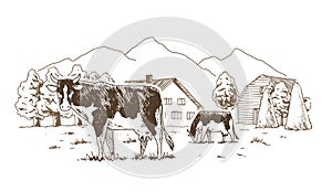 Dairy farm. Cows graze in the meadow. Rural landscape, village vintage sketch.