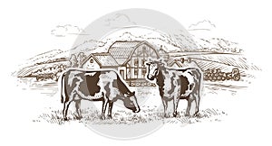 Dairy farm. Cows graze in the meadow. Rural landscape, village vintage sketch photo