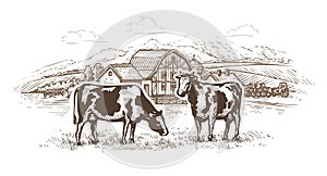 Dairy farm. Cows graze in the meadow. Rural landscape, village vintage sketch