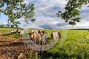 Dairy Farm Cows Landscape