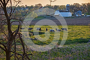 Dairy farm and cows in spring