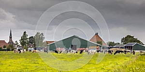 Dairy farm on dutch countryside