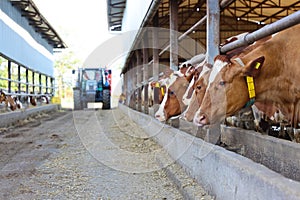 Dairy farm - feeding cows in cowshed