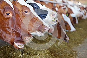 Dairy farm - feeding cows in cowshed