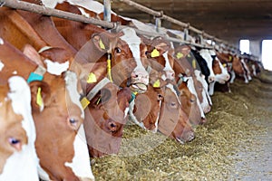 Dairy farm - feeding cows in cowshed