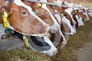 Dairy farm - feeding cows in cowshed