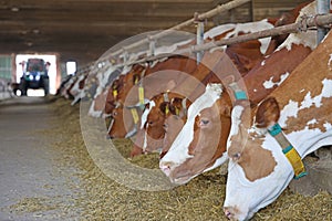 Dairy farm - feeding cows in cowshed