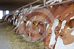 Dairy farm - feeding cows in cowshed