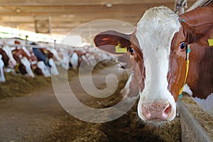 Dairy farm - feeding cows in cowshed