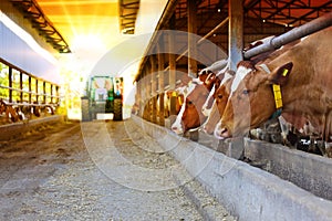 Dairy farm - feeding cows in cowshed at sunset