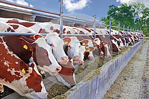 Dairy farm - feeding cows in outdoor cowshed