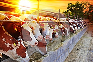 Dairy farm - feeding cows in outdoor cowshed at sunset