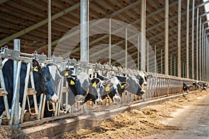 Dairy farm with milking cows in barn. Industrial modern breeding cattle